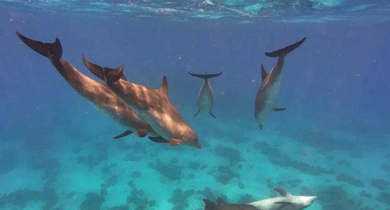 Dolphin House Snorkeling Trip from Hurghada