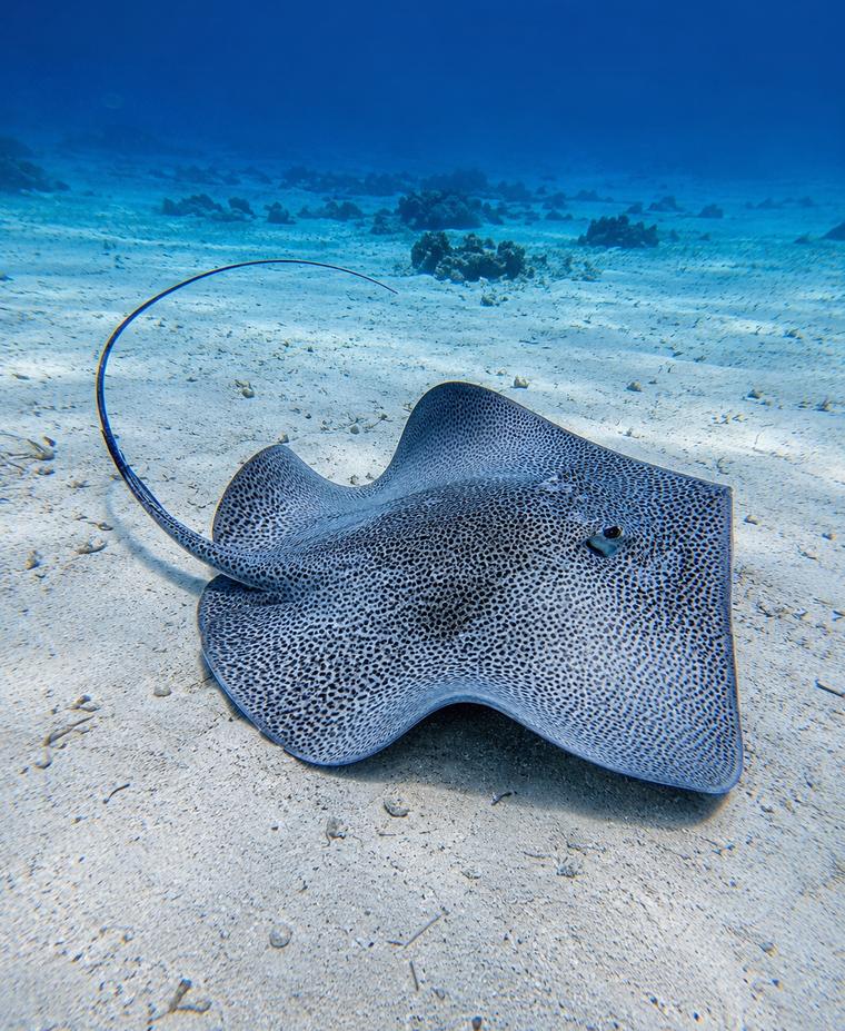 Ray at Abu Dabbab Bay, Marsa Alam